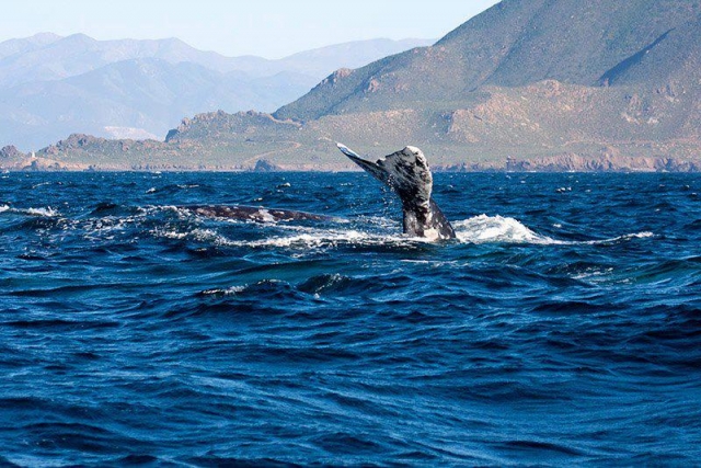  Baleines 